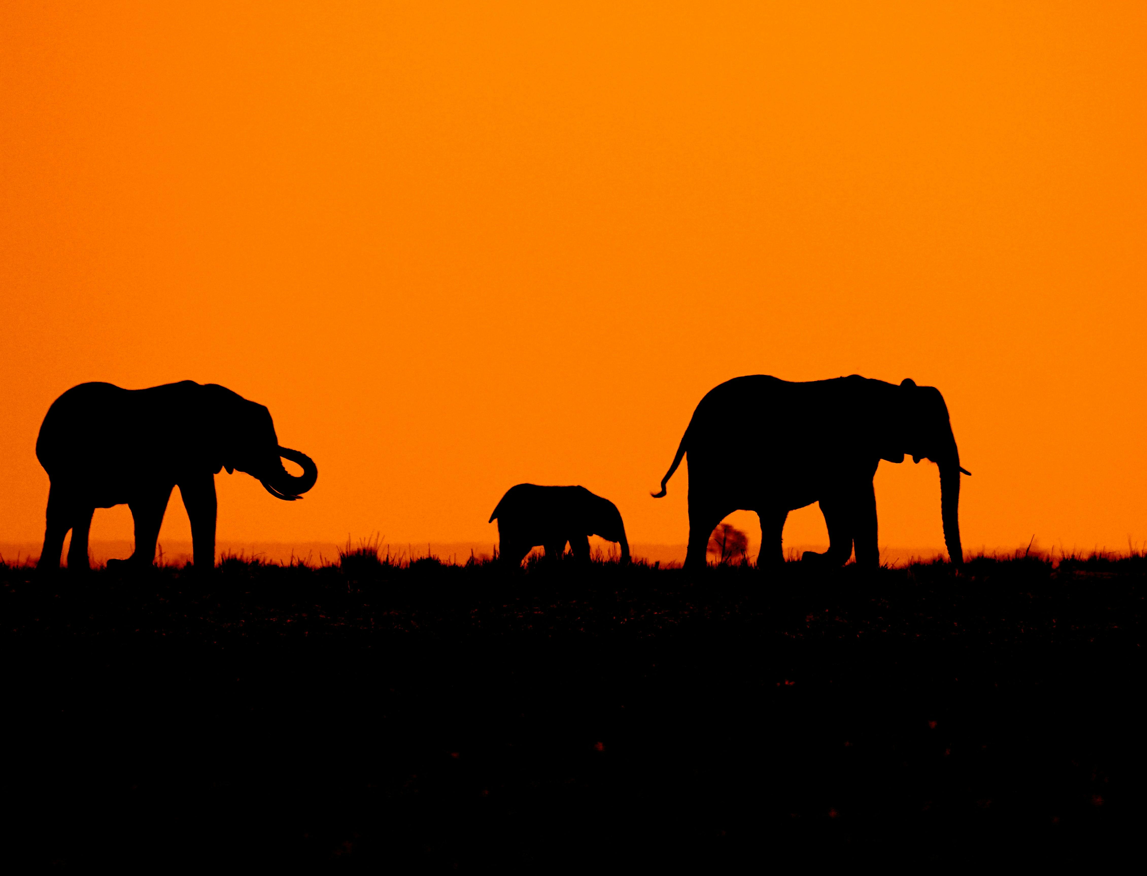 African Sunset